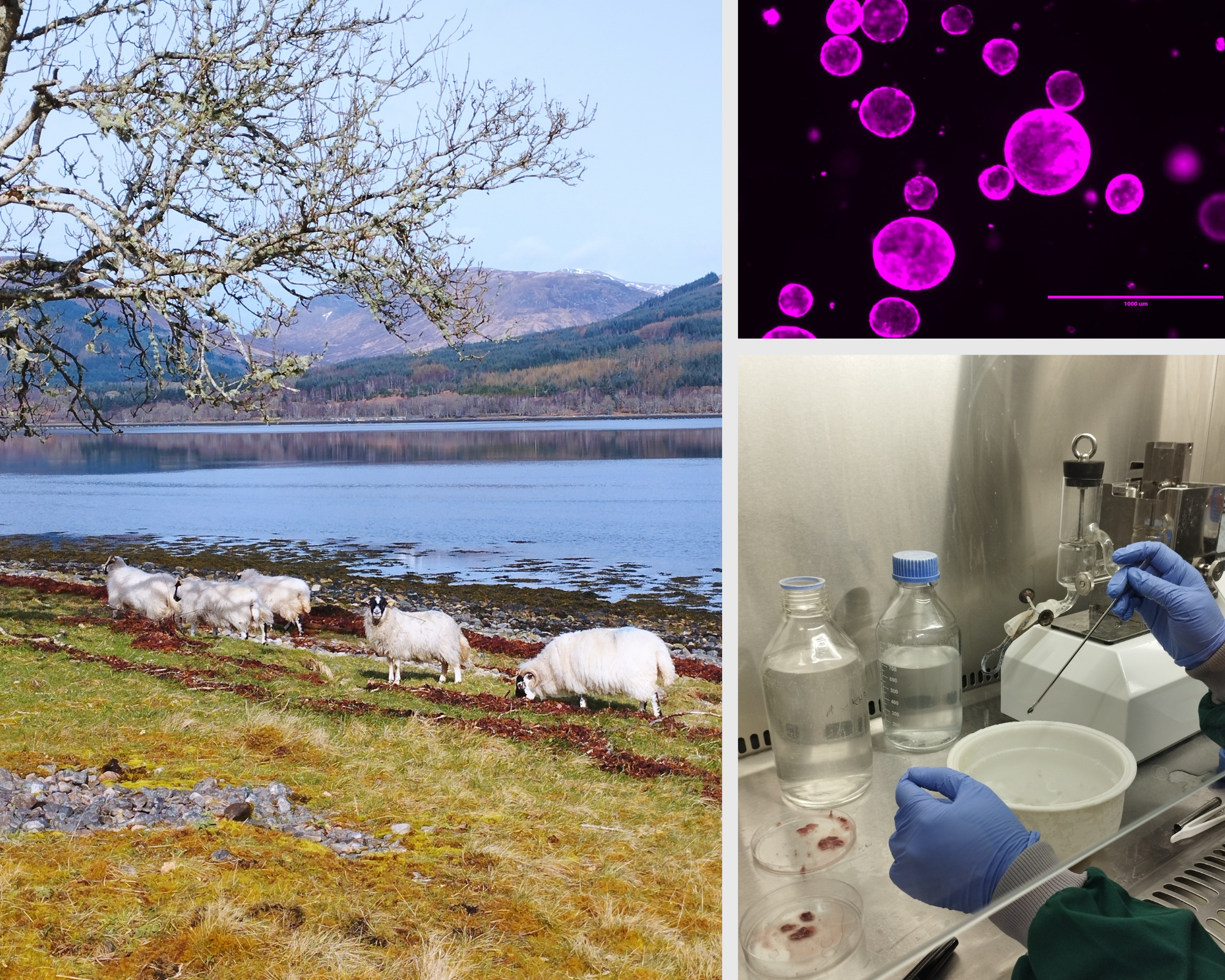 Edinburgh Experience: Gaining Expertise in Liver Organoid Culture Techniques